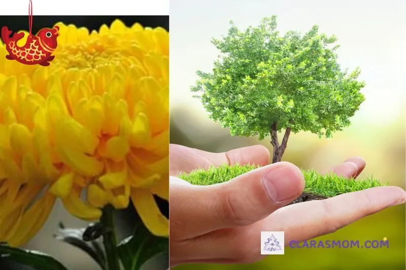 Hướng dẫn cách trồng và chăm sóc cây hoa cúc phong thủy tại nhà