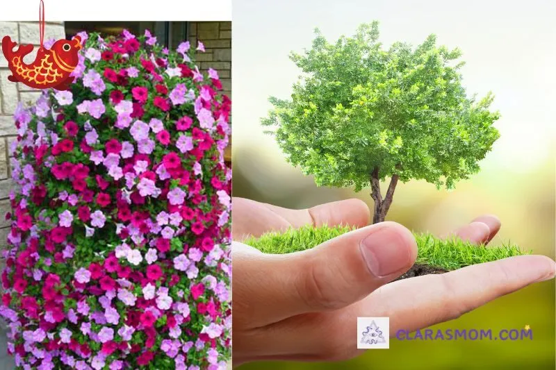 Hướng dẫn cách trồng và chăm sóc cây hoa dạ yến thảo tại nhà