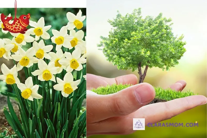 Hướng dẫn trồng và chăm sóc cây hoa thủy tiên phong thủy