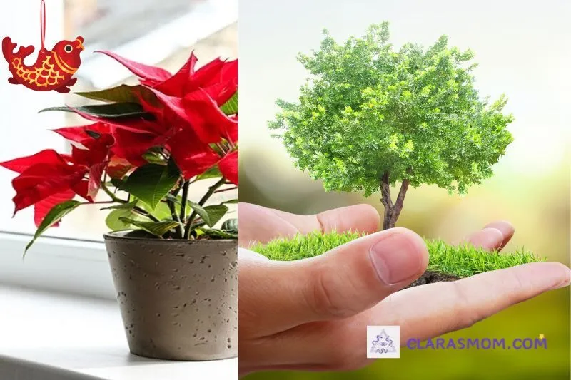 Hướng dẫn trồng và chăm sóc cây hoa trạng nguyên