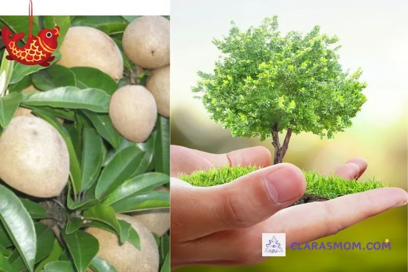 Cách trồng và chăm sóc cây hồng xiêm đúng cách