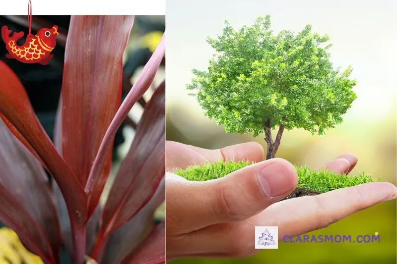 Hướng dẫn trồng và chăm sóc cây huyết dụ để luôn xanh tốt