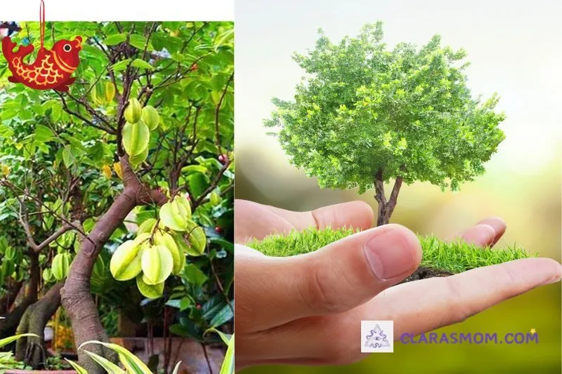 Cách trồng cây khế phong thủy đúng cách để cây phát triển tốt