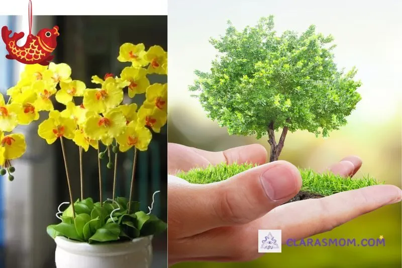 Cách Trồng và Chăm Sóc Lan Hồ Điệp Để Duy Trì Phong Thủy
