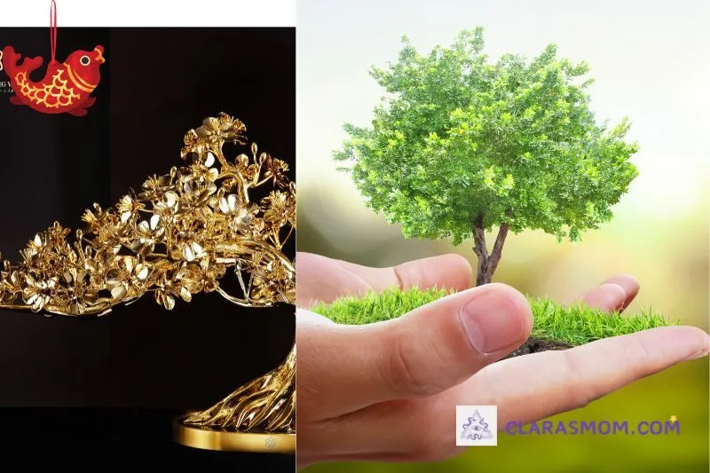 Cách chăm sóc cây mai vàng để giữ phong thủy tốt