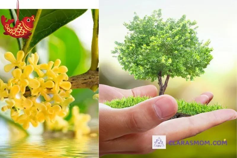 Cách trồng và chăm sóc cây mộc hương đúng cách