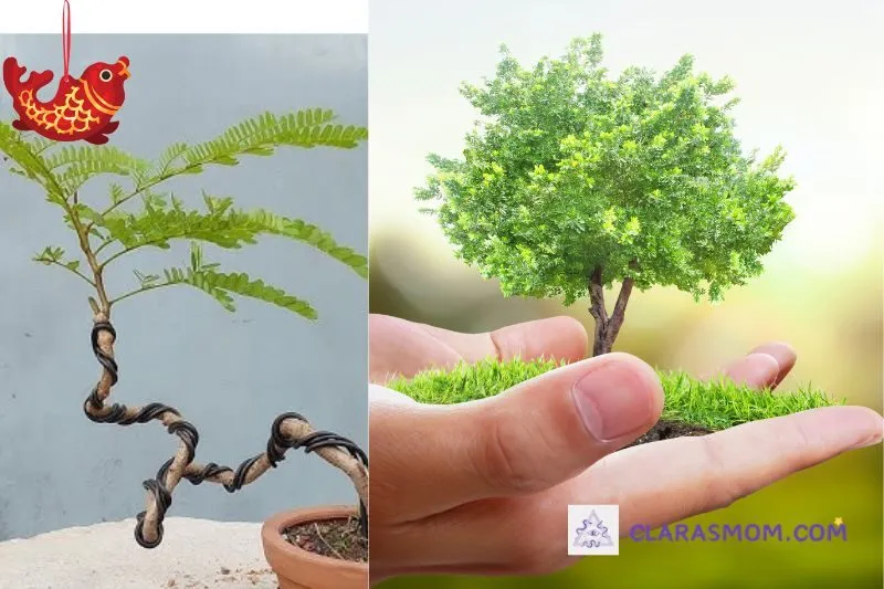 Cách trồng và chăm sóc cây phượng vĩ bonsai