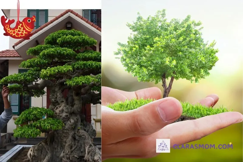 Hướng dẫn chi tiết cách trồng và chăm sóc cây sanh phong thủy