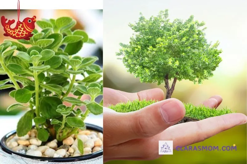 Hướng dẫn trồng và chăm sóc cây sen thơm