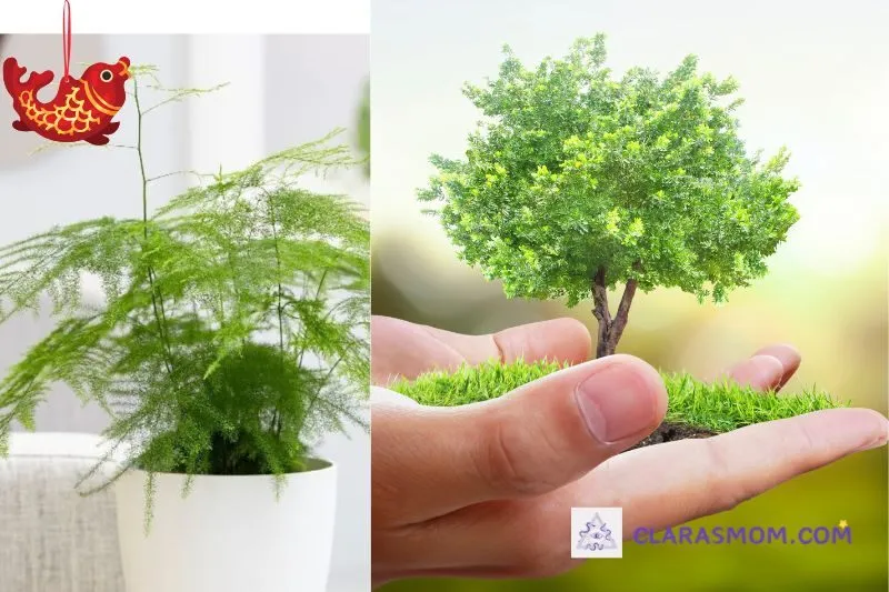 Hướng dẫn trồng và chăm sóc cây thủy tùng phong thủy