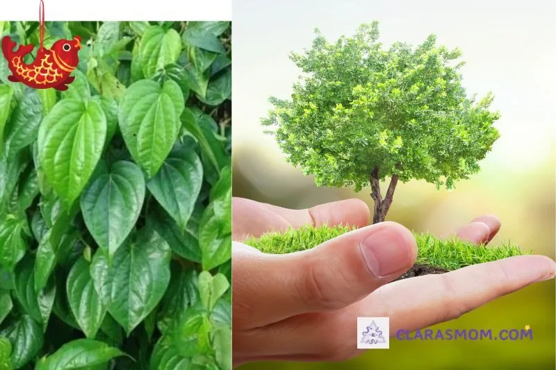 Hướng dẫn cách trồng và chăm sóc cây trầu không phong thủy