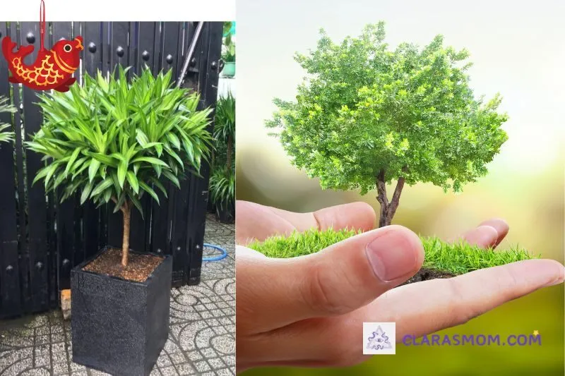 Hướng dẫn trồng và chăm sóc cây Trúc Bách Hợp