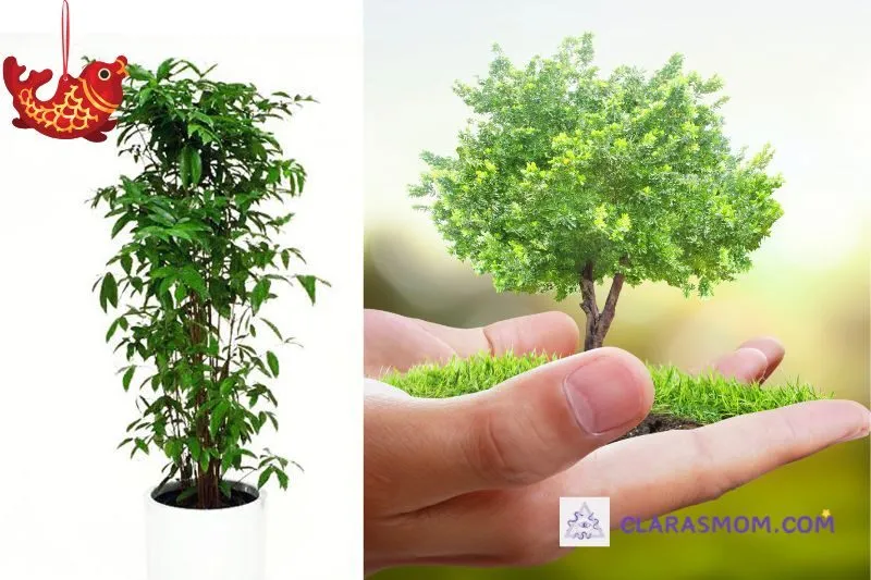 Cách trồng và chăm sóc cây trúc Nhật để cây luôn xanh tốt