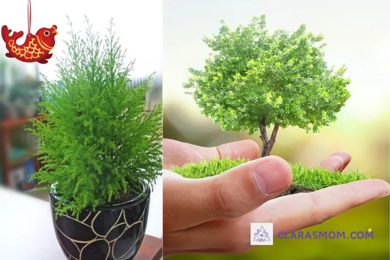 Cách Trồng và Chăm Sóc Cây Tùng Bồng Lai Tại Nhà