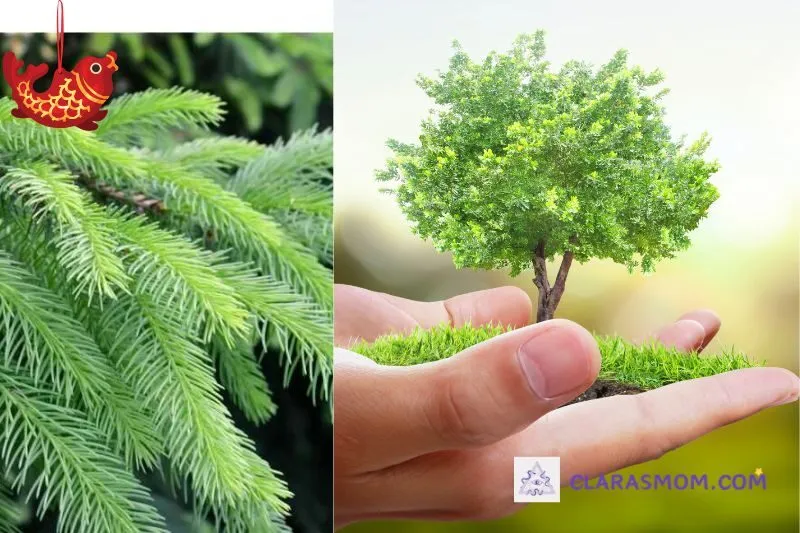Hướng dẫn trồng và chăm sóc cây tuyết tùng