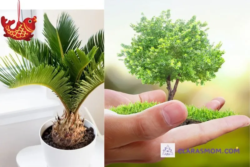 Cách trồng và chăm sóc cây vạn tuế phong thủy tại nhà