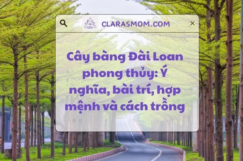 Cây bàng Đài Loan phong thủy: Ý nghĩa, công dụng và cách bài trí 2025