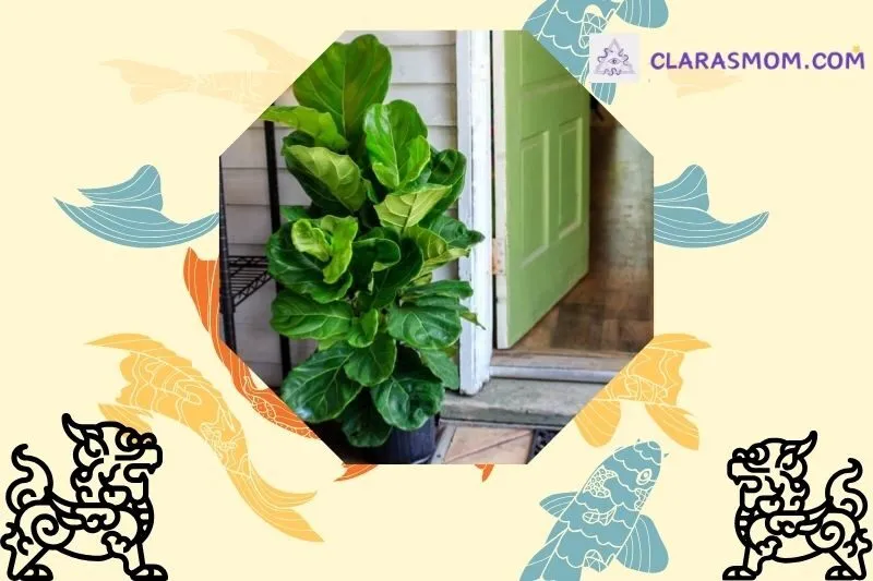 Cây bàng Singapore và ý nghĩa phong thủy