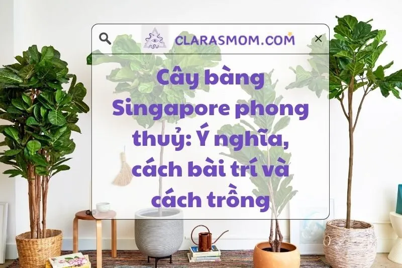 Cây bàng Singapore phong thủy: Ý nghĩa, bài trí và chăm sóc 2025