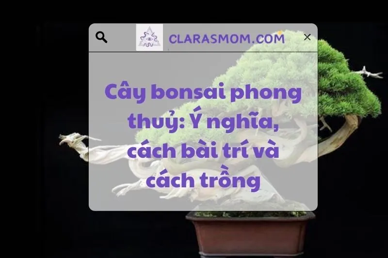 Cây Bonsai Phong Thủy: Ý Nghĩa, Cách Chọn Và Bài Trí Đẹp 2025