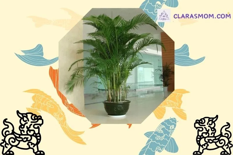 Cây
