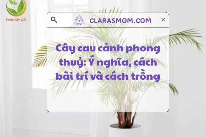Cây Cau Cảnh Phong Thuỷ: Ý Nghĩa, Cách Bài Trí Và Chăm Sóc 2025
