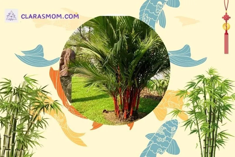Ý nghĩa phong thủy của cây cau đỏ