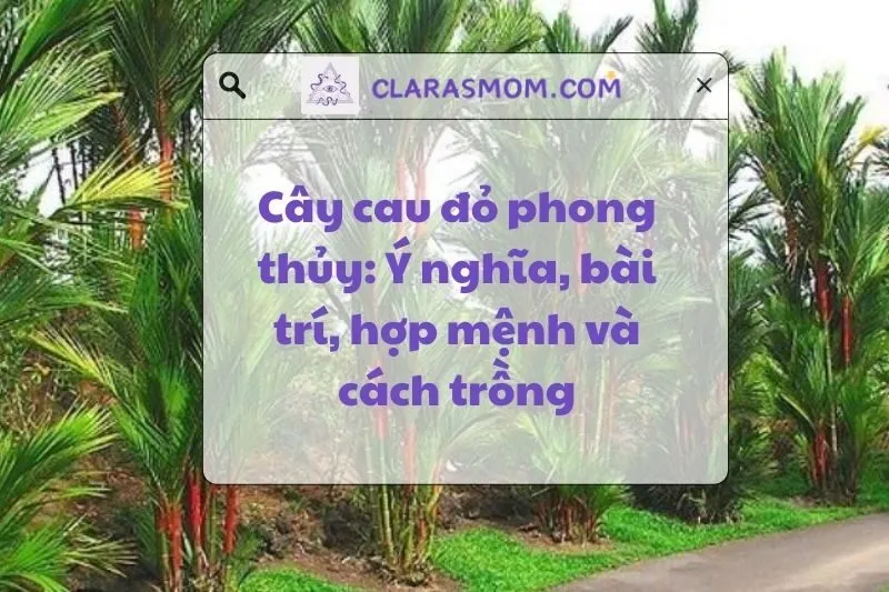 Cây cau đỏ phong thủy: Ý nghĩa và cách chọn cây hợp mệnh 2025