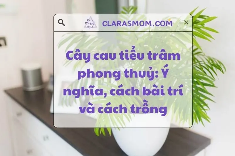 Cây cau tiểu trâm phong thủy: Ý nghĩa, công dụng và cách chăm sóc 2025