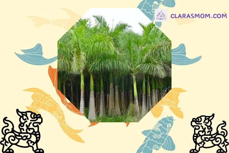 Ý nghĩa và ứng dụng phong thủy của cây cau vua