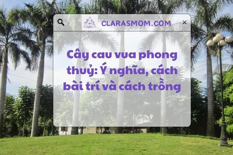 Ý nghĩa cây cau vua phong thủy cho cuộc sống thịnh vượng 2025