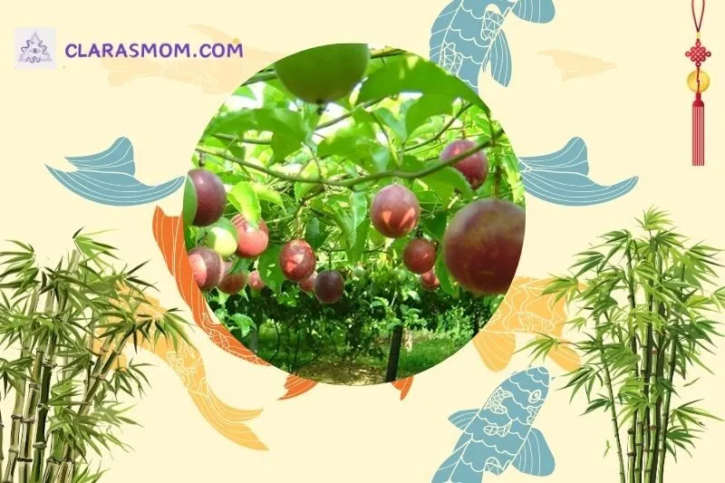 Ý nghĩa phong thủy của cây chanh leo