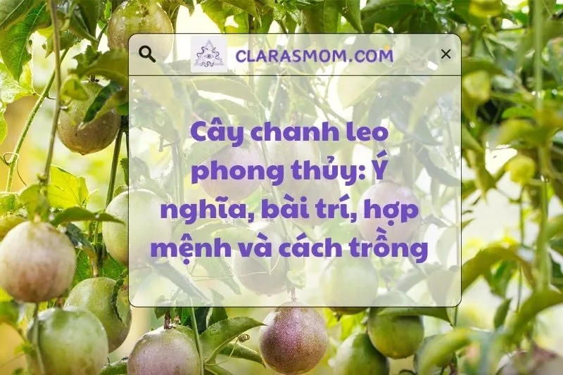 Khám phá ý nghĩa cây chanh leo phong thủy và cách trồng đúng 2025
