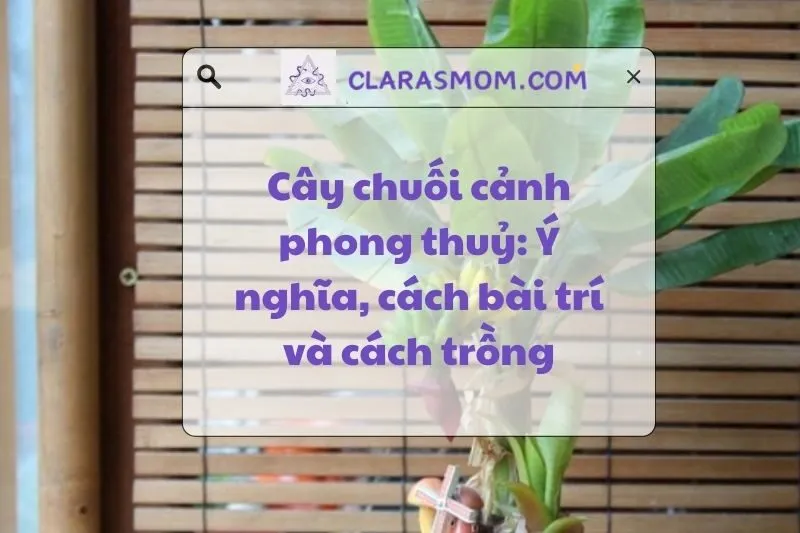 Cây chuối cảnh phong thủy: Ý nghĩa và cách chọn hợp mệnh 2025