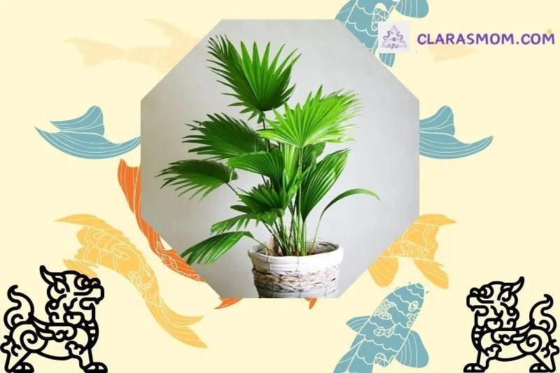 Cây cọ cảnh phong thủy là gì? Ý nghĩa trong đời sống và phong thủy