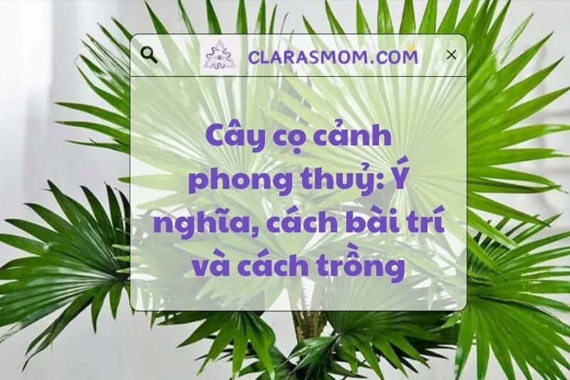 Cây cọ cảnh phong thủy: Ý nghĩa, công dụng và cách chăm sóc 2025