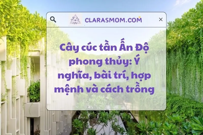 Cây Cúc Tần Ấn Độ Phong Thủy: Ý Nghĩa, Cách Bài Trí, Hợp Mệnh 2025