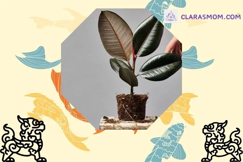 Ý nghĩa phong thủy cây đa búp đỏ