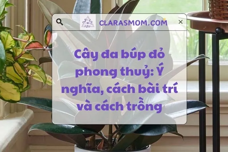 Cây đa búp đỏ phong thuỷ: Ý nghĩa, tác dụng và cách chăm sóc 2025