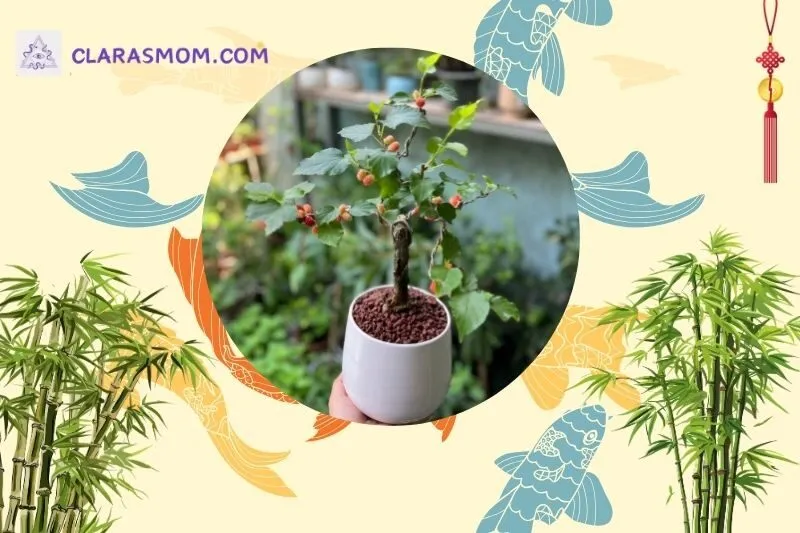Ý nghĩa phong thủy của cây dâu tằm
