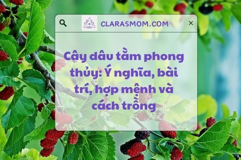 Cây Dâu Tằm Phong Thủy: Ý Nghĩa, Cách Trồng và Lợi Ích 2025