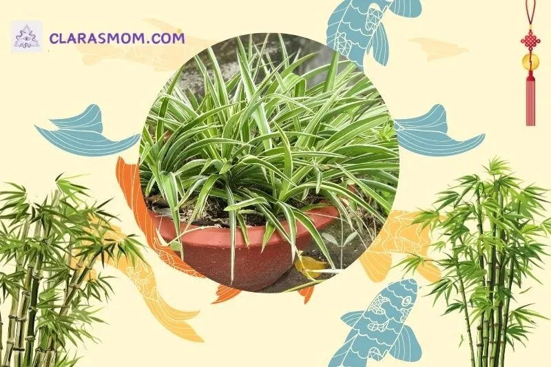 Cây dây nhện phong thủy là gì? Ý nghĩa và lợi ích nổi bật