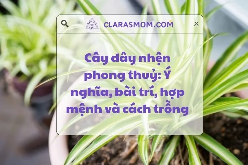 Khám Phá Cây Dây Nhện Phong Thủy: Ý Nghĩa Và Cách Chọn Hợp Mệnh 2025