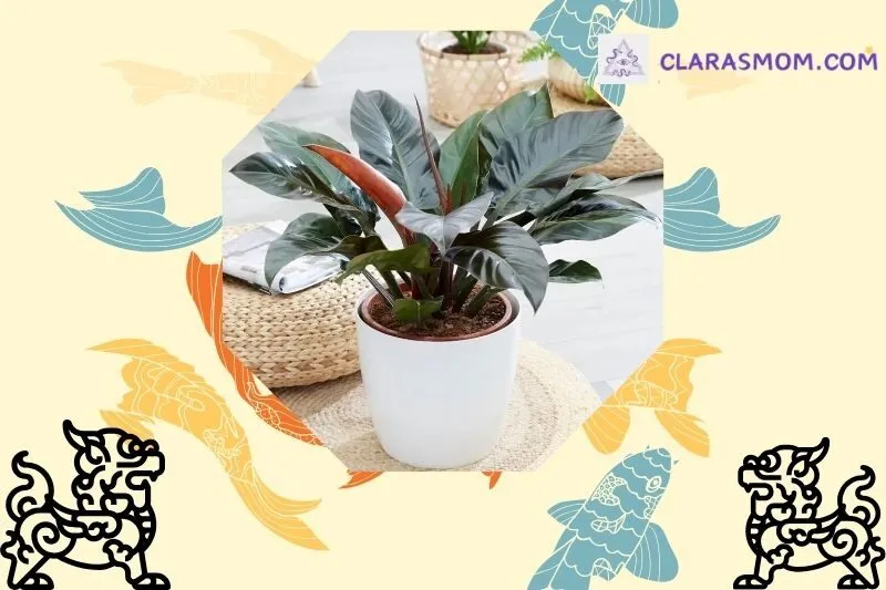 Ý nghĩa phong thủy của cây đế vương