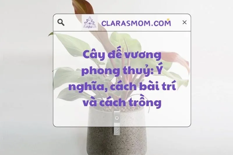 Cây đế vương phong thuỷ: Ý nghĩa, cách chọn và chăm sóc đúng cách 2025