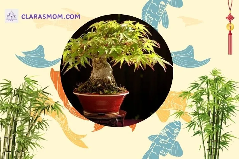 Ý nghĩa phong thủy của cây đinh lăng