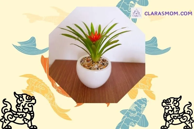 Ý nghĩa cây dứa cảnh nến phong thuỷ