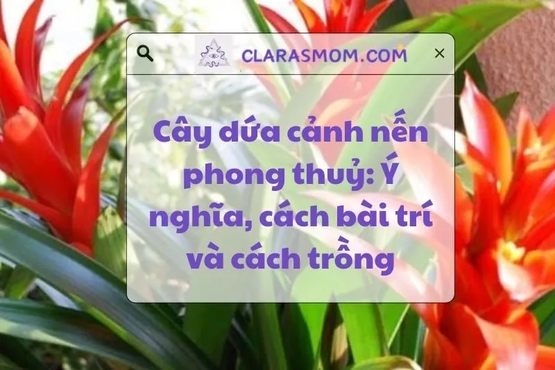 Ý Nghĩa Cây Dứa Cảnh Nến Phong Thuỷ Và Cách Trồng Chăm Sóc 2025