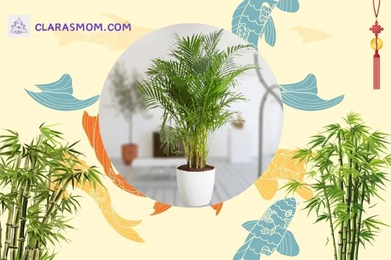 Cây dừa cảnh phong thủy là gì? Ý nghĩa và công dụng nổi bật