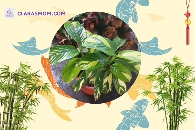 Cây Đuôi Công Phong Thủy Là Gì? Ý Nghĩa Trong Phong Thủy